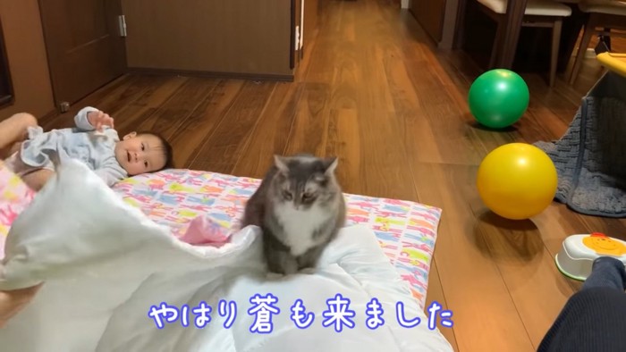 布団に座り込む猫