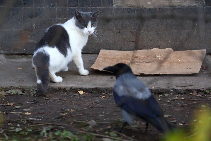 カラスをにらむ猫