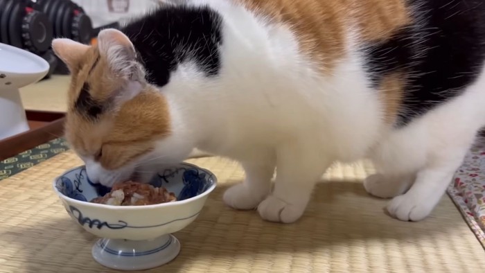 ウエットフードを食べる三毛猫2