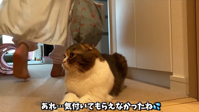 床に座る猫と歩く人