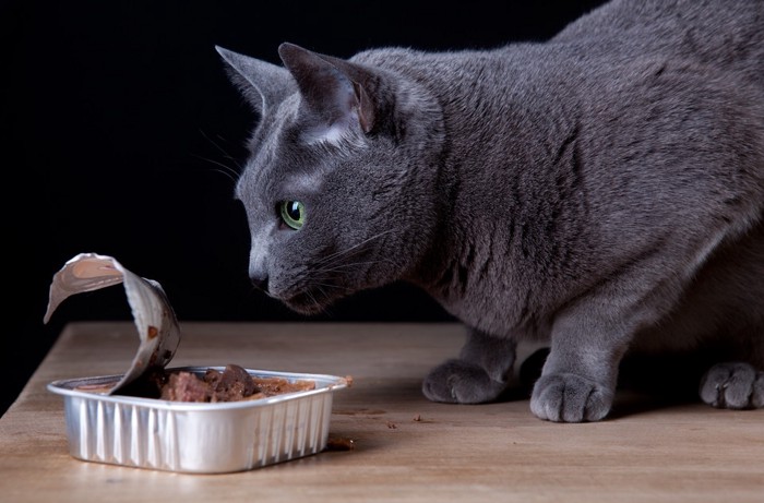 ウェットフードを食べる猫