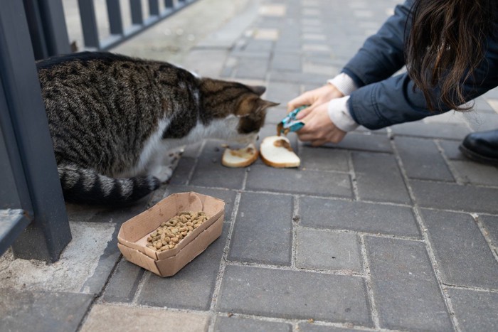 街路で野良猫に餌を与える人