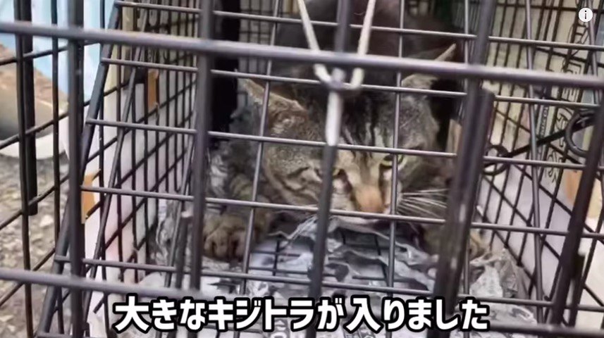 オス猫