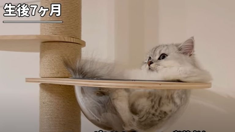 キャットタワーに登っている子猫