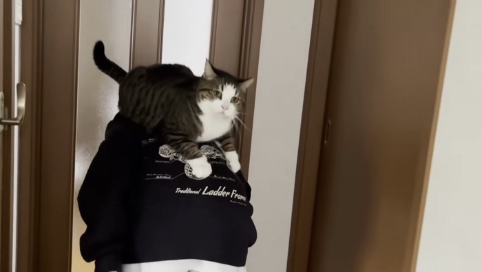 背中に乗っているおでこちゃん