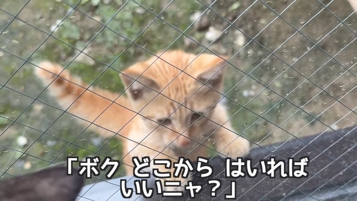 窓から中を見ている子猫