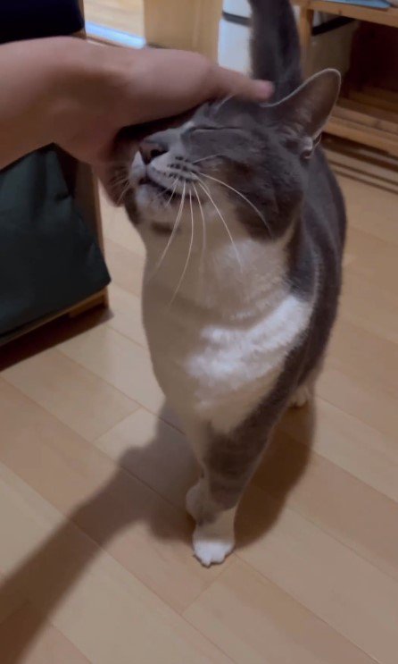 飼い主さんとの触れ合いを堪能中