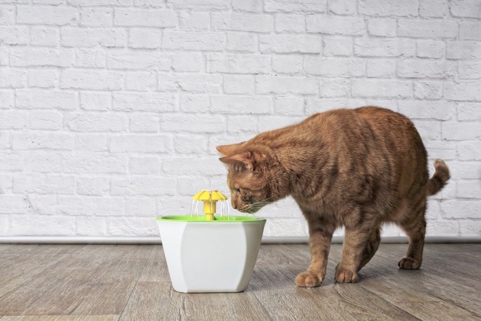 給水器で水を飲む猫