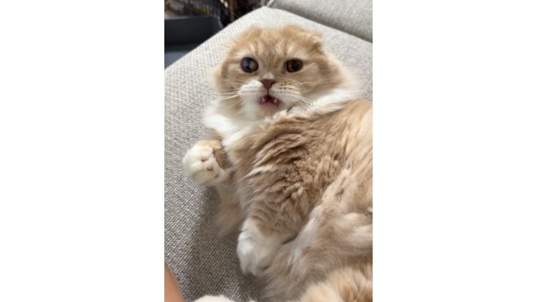 室内にいる猫