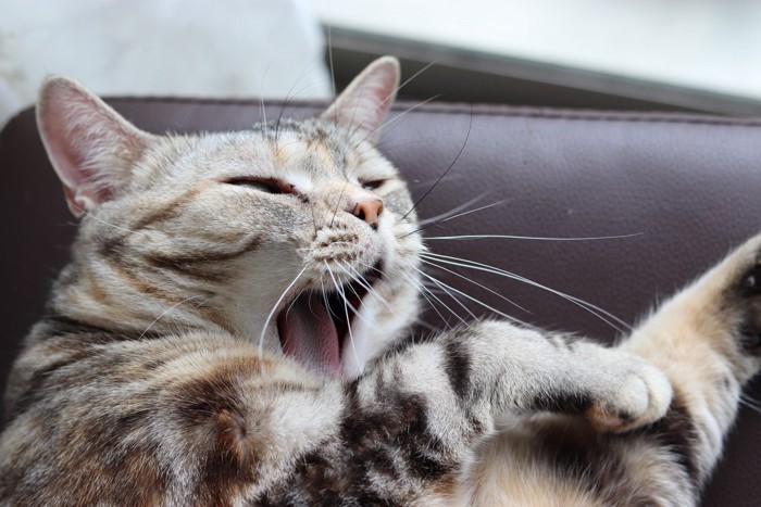 口を開けながらくつろぐ猫