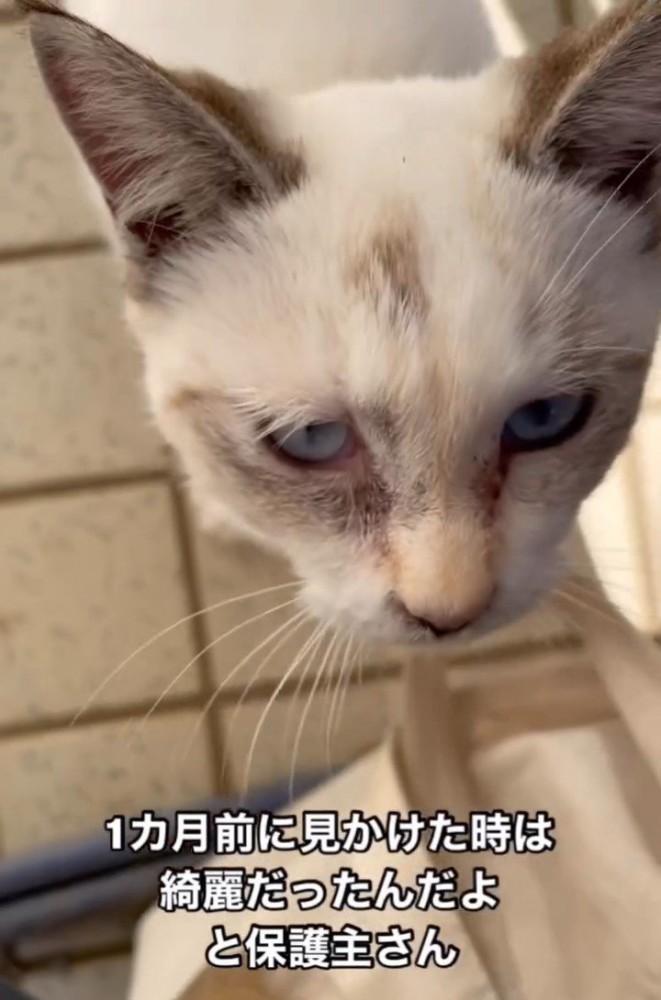 見上げる子猫