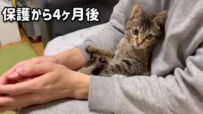 膝の間にすわっている猫