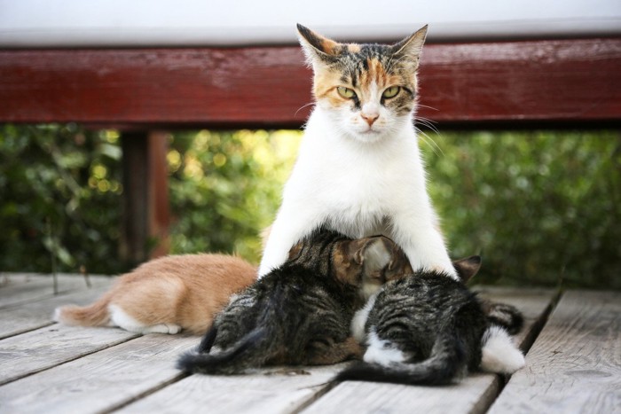 母子猫