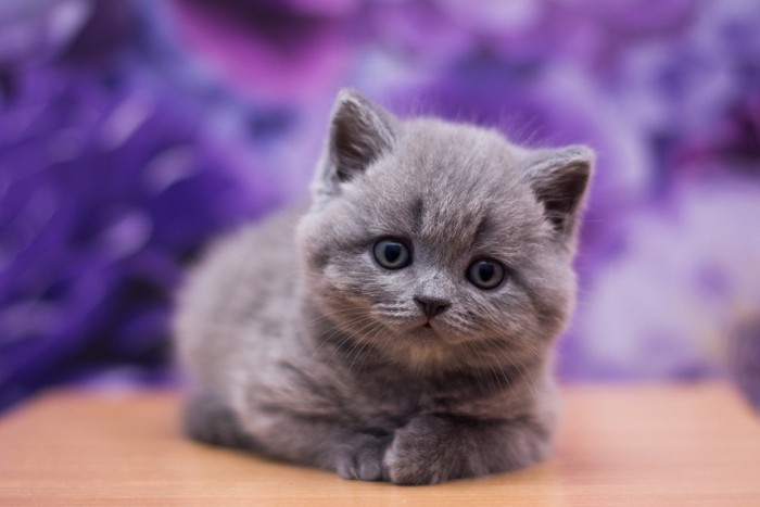 マンチカンの子猫