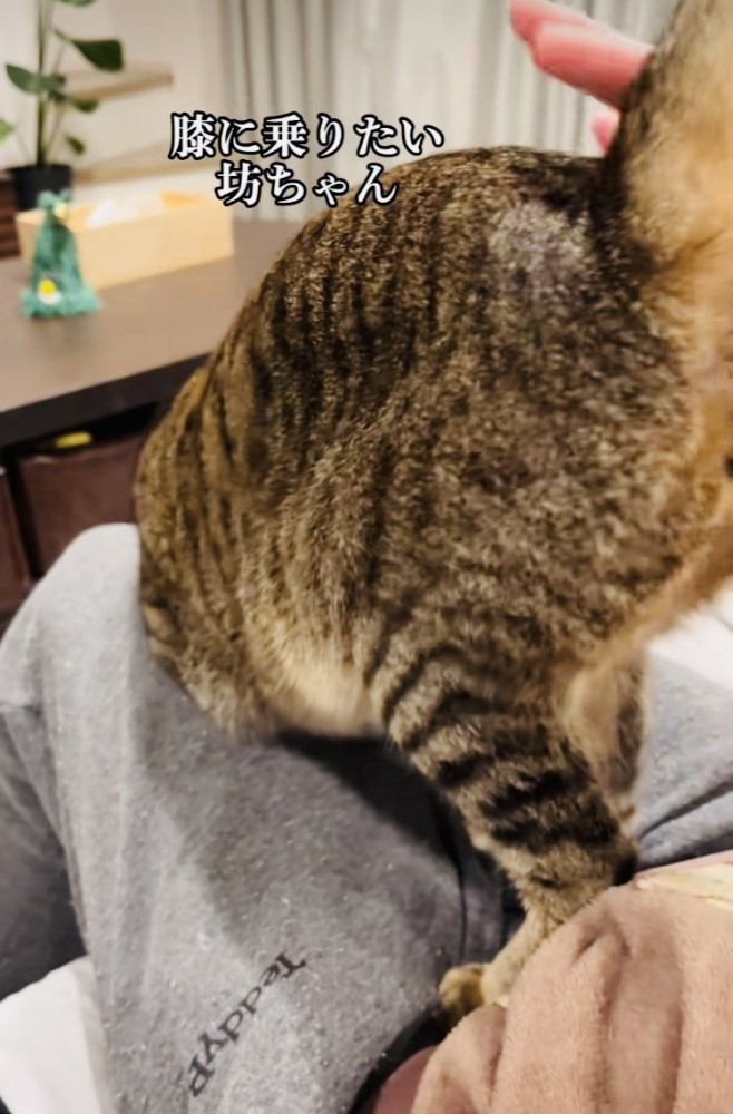 ママの膝の上でお尻をトントンしてもらうキジトラ猫