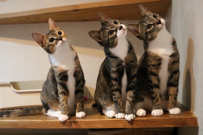 一点を見つめる3匹の猫