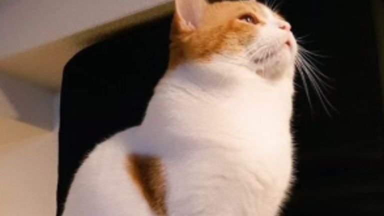 室内にいる猫