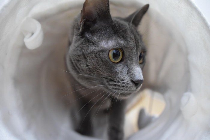 猫とトンネル