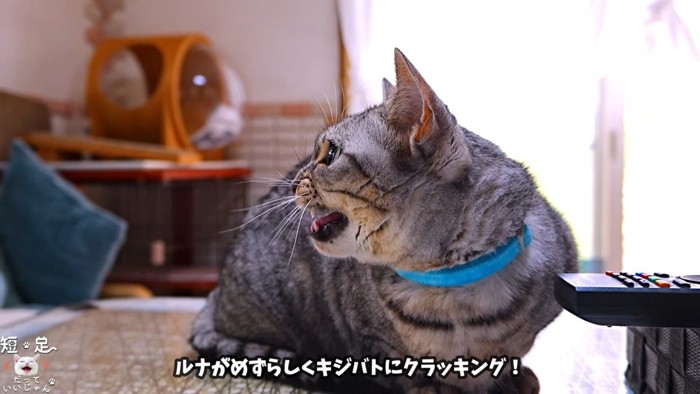 鳴いている猫の横顔