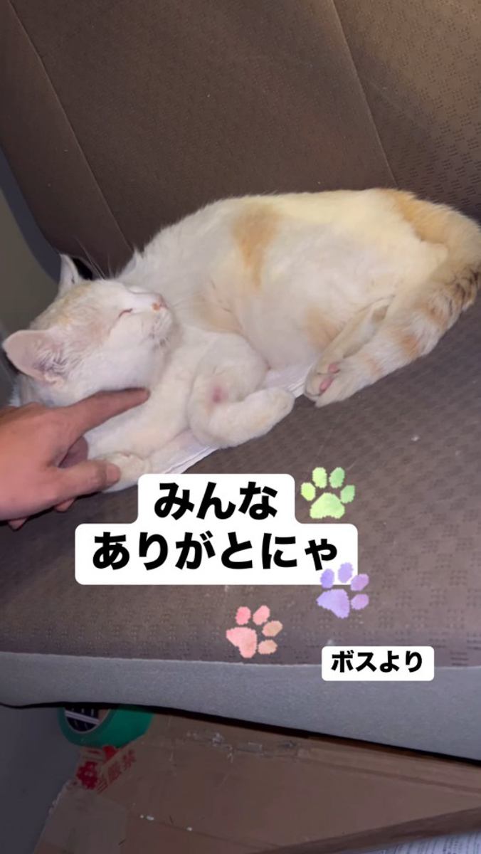 なでられる猫