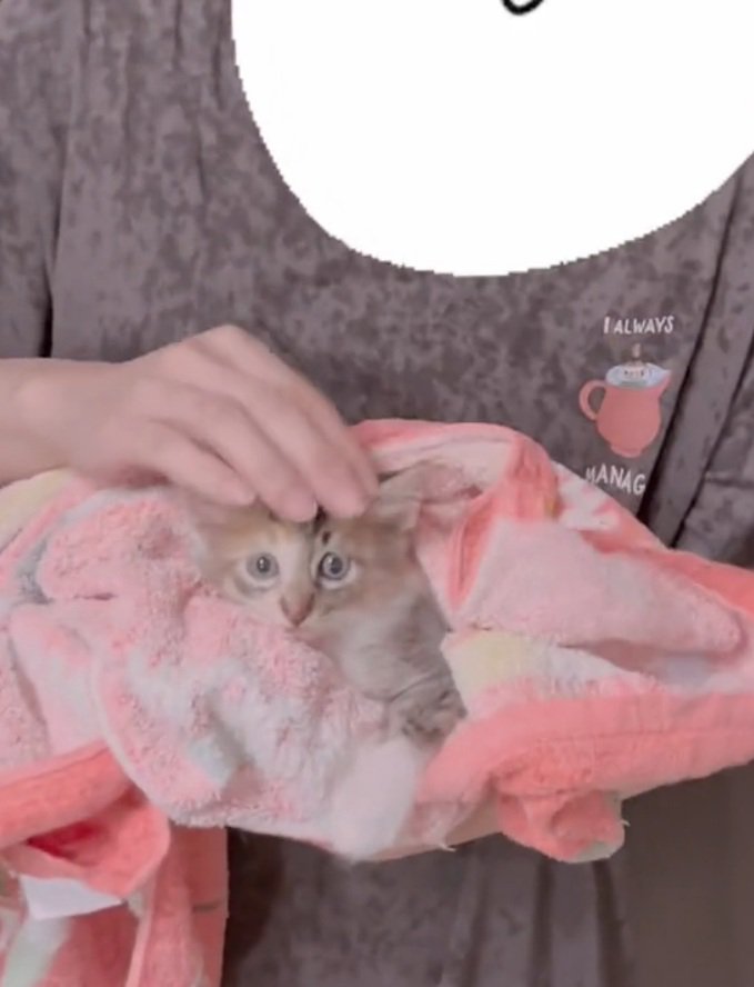 タオルに包まれる猫ちゃん