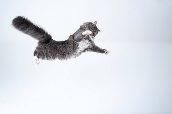 ハイジャンプする猫