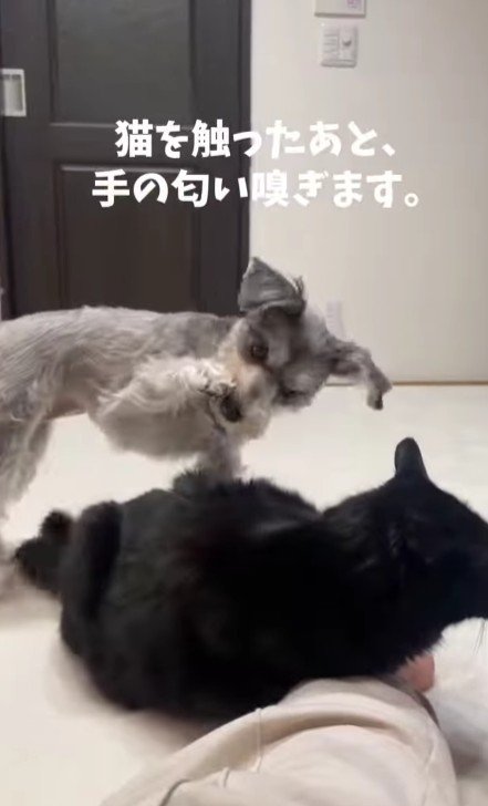 手の匂いを嗅ぐ犬