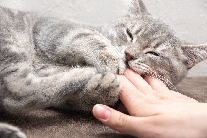 人の指を抱えて噛む猫