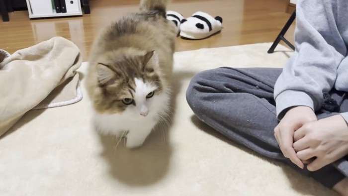 茶白のハチワレ猫さん