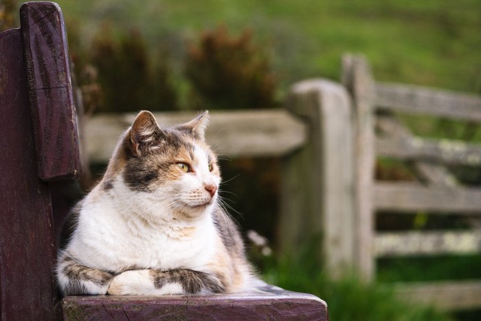のんびりベンチに横たわる猫