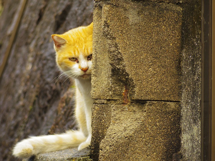 こちらを睨む猫