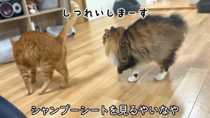 逃げようとする猫