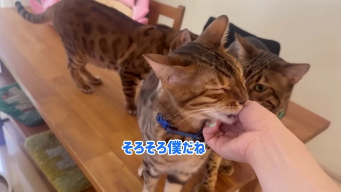 手に群がる2匹の猫