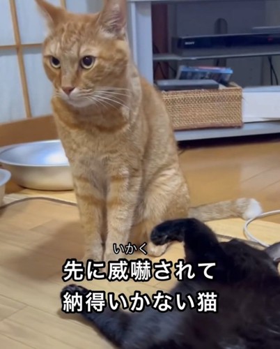 睨む猫