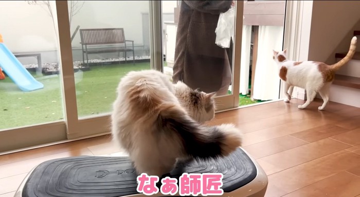 庭に出ようとする猫