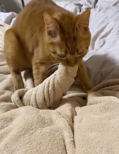 毛布を咥えながら前足を動かす猫