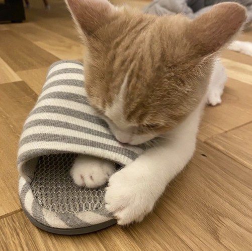 スリッパに覆い被さる子猫