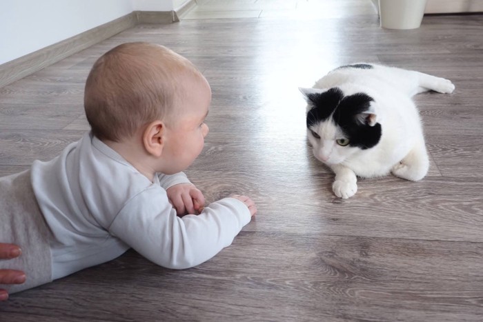 赤ちゃんと猫