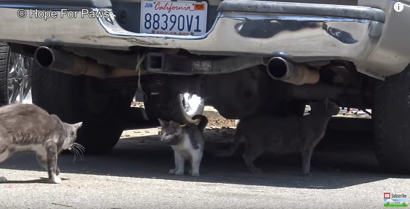 割れたガラス瓶を被った子猫