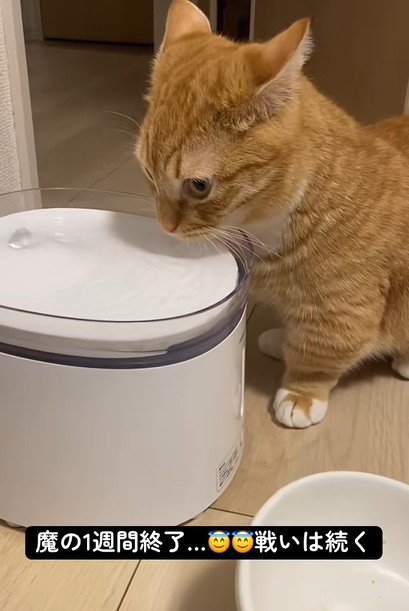 給水器から水を飲む猫