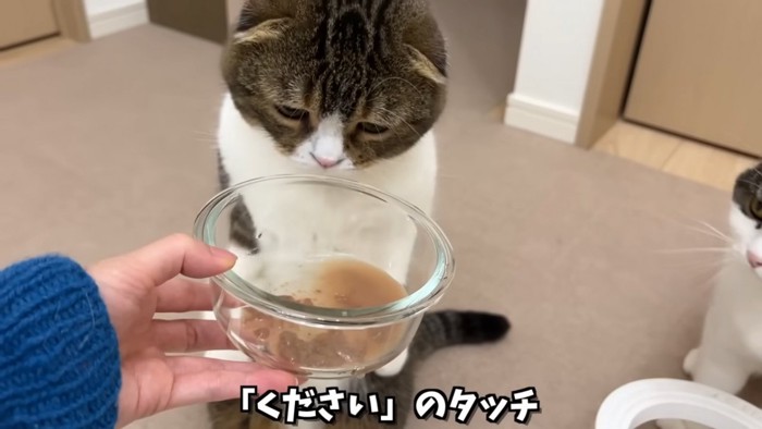 お皿をのぞく猫