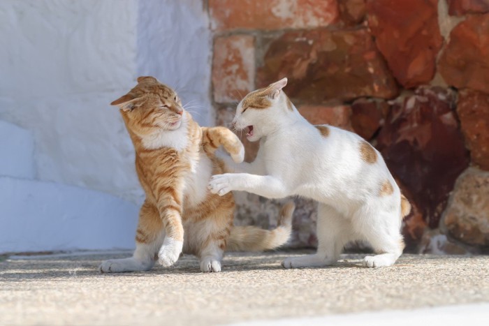 喧嘩をする猫たち