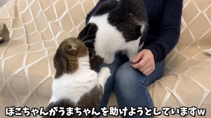 膝の上の猫と立ち上がる猫