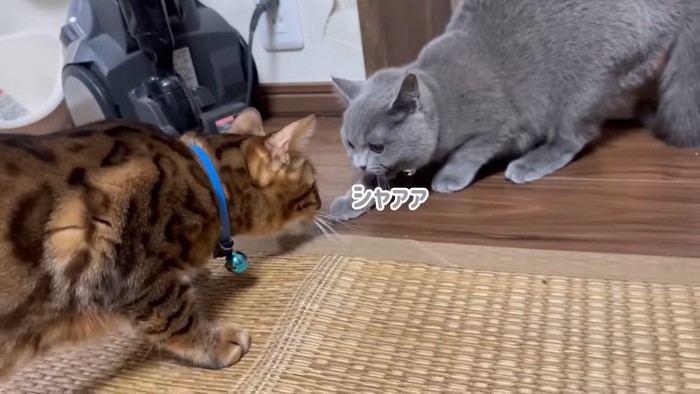 青い首輪の猫と子猫