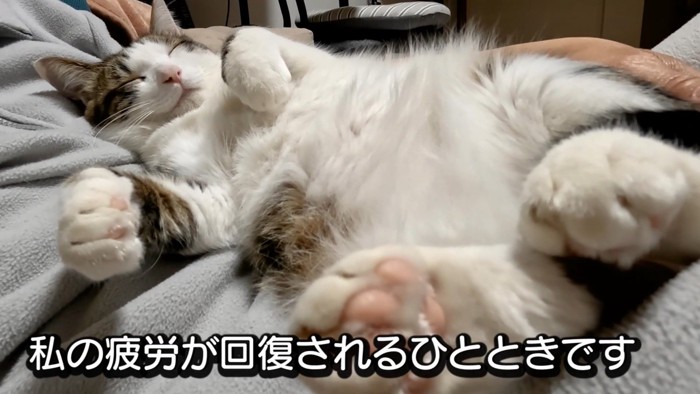 へそ天の猫