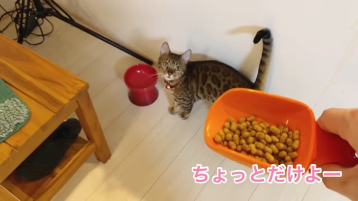 ごはんと見上げる猫