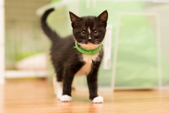 緑色の首輪をしている子猫