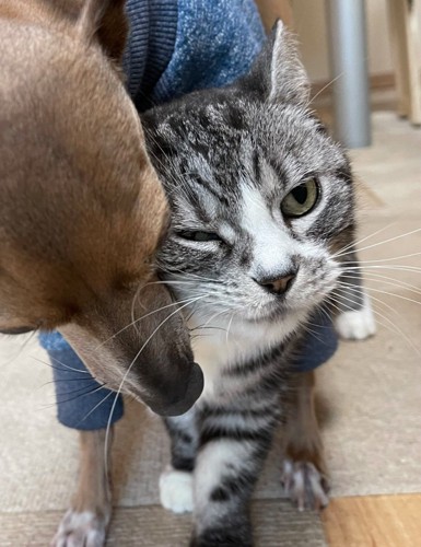 顔を擦り寄せる犬