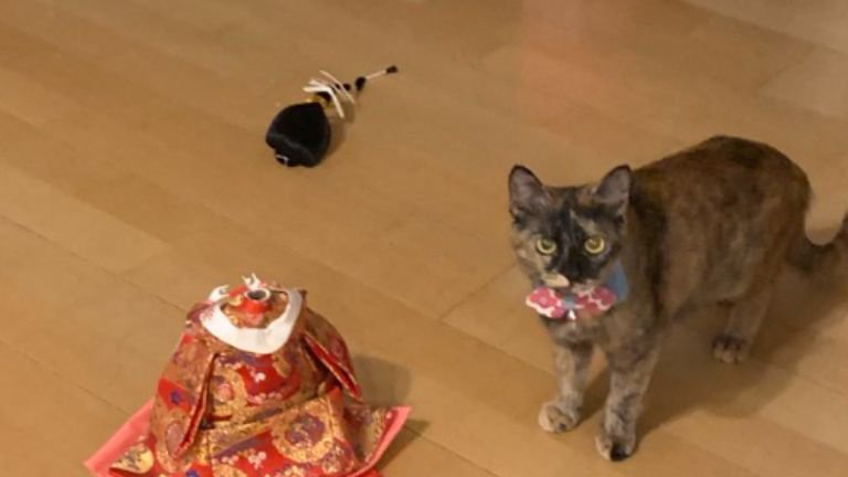 三人官女と猫
