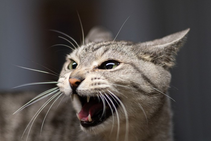 鳴く縞模様の猫の顔